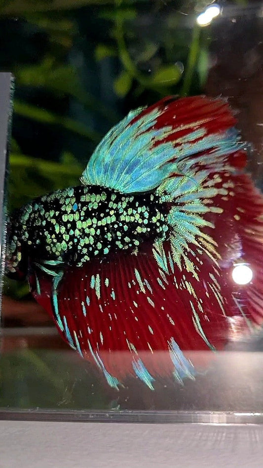 LUXURY HALFMOON ROSETAIL BLACKSTAR GALAXY AVATAR BLUE GREEN VAMPIRE BETTA FISH