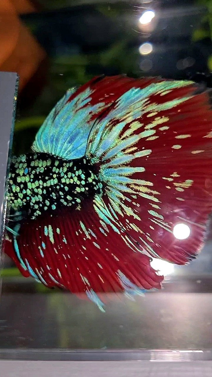 LUXURY HALFMOON ROSETAIL BLACKSTAR GALAXY AVATAR BLUE GREEN VAMPIRE BETTA FISH