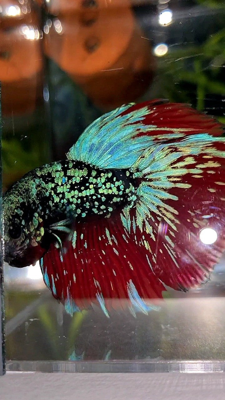 LUXURY HALFMOON ROSETAIL BLACKSTAR GALAXY AVATAR BLUE GREEN VAMPIRE BETTA FISH
