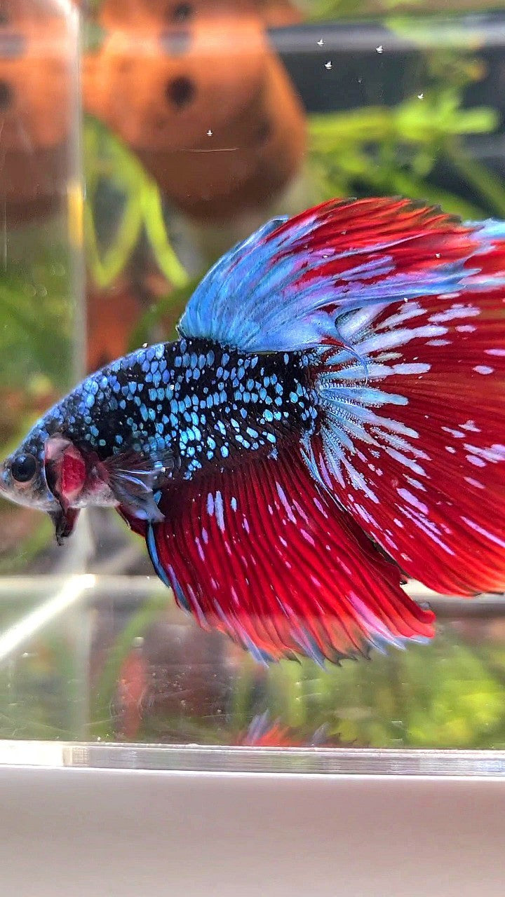 LUXURY HALFMOON ROSETAIL BLACKSTAR GALAXY AVATAR BLUE GREEN VAMPIRE BETTA FISH