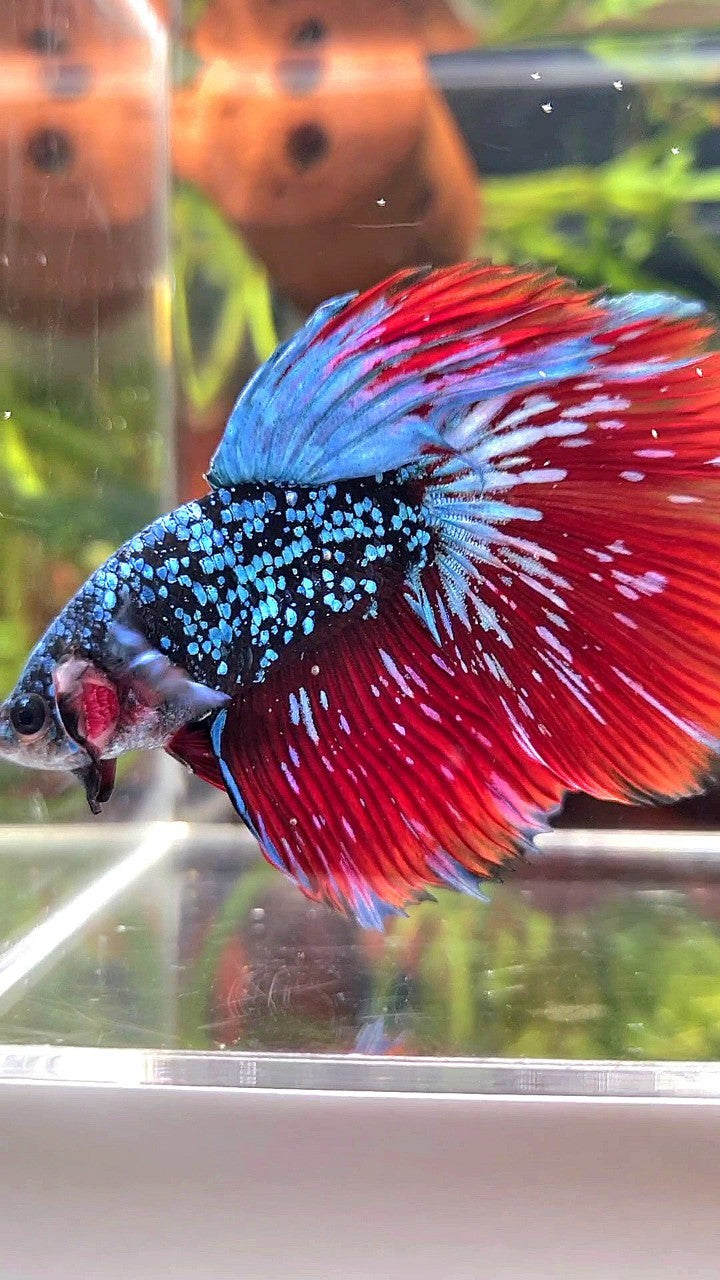 LUXURY HALFMOON ROSETAIL BLACKSTAR GALAXY AVATAR BLUE GREEN VAMPIRE BETTA FISH