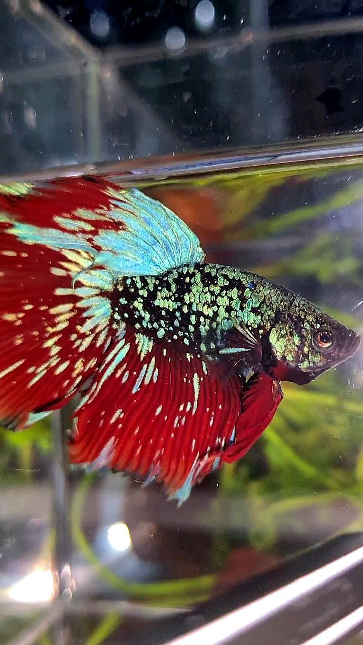 LUXURY HALFMOON ROSETAIL BLACKSTAR GALAXY AVATAR BLUE GREEN VAMPIRE BETTA FISH