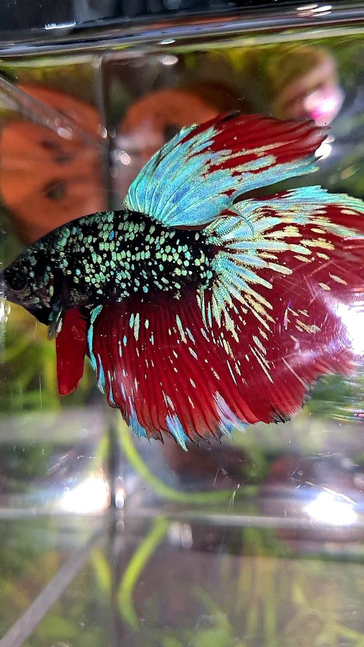 LUXURY HALFMOON ROSETAIL BLACKSTAR GALAXY AVATAR BLUE GREEN VAMPIRE BETTA FISH
