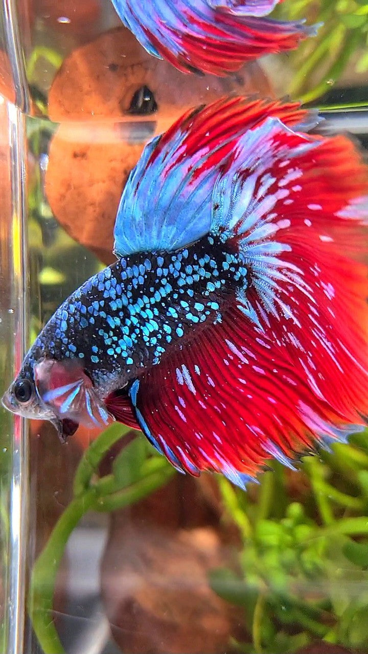 LUXURY HALFMOON ROSETAIL BLACKSTAR GALAXY AVATAR BLUE GREEN VAMPIRE BETTA FISH