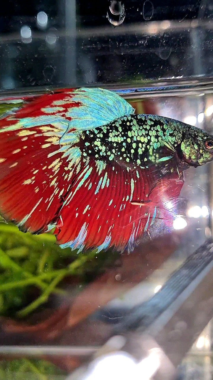 LUXURY HALFMOON ROSETAIL BLACKSTAR GALAXY AVATAR BLUE GREEN VAMPIRE BETTA FISH