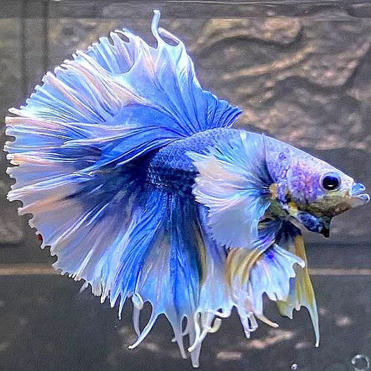 LUXURY HALFMOON FEATHER TAIL SUPER DUMBO EAR BLUE GRIZZLE BETTA FISH