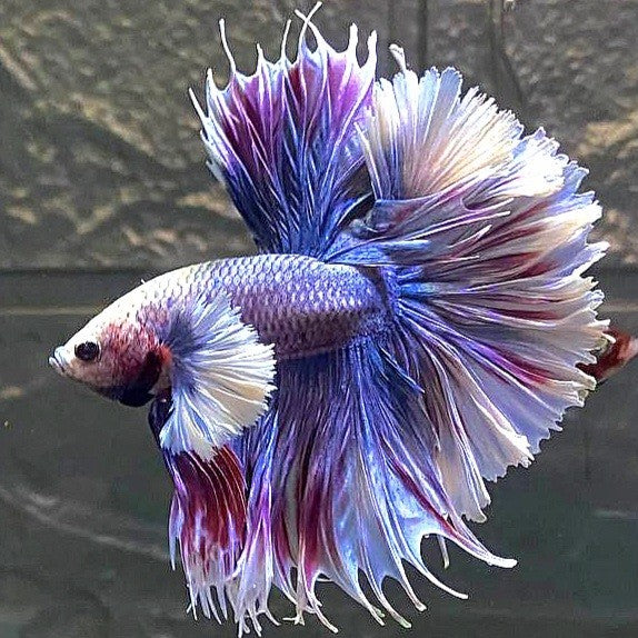 LUXURY HALFMOON FEATHER TAIL SUPER DUMBO EAR PURPLE GRIZZLE BETTA FISH