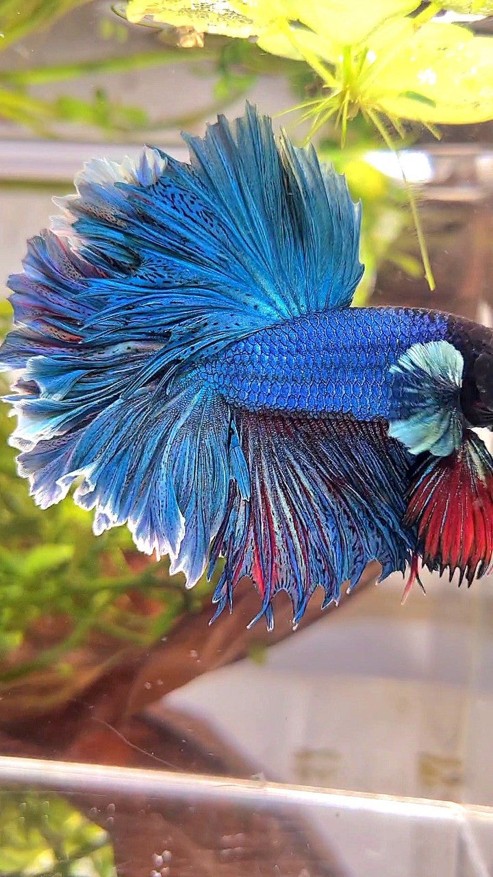 XL HALFMOON FEATHER TAIL BLUE GREEN TURQUOISE BETTA FISH