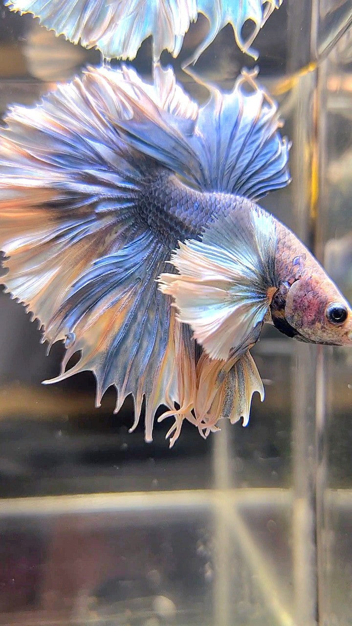 LUXURY KING FEATHER TAIL HALFMOON SUPER DUMBO EAR BLUE GRIZZLE BETTA FISH