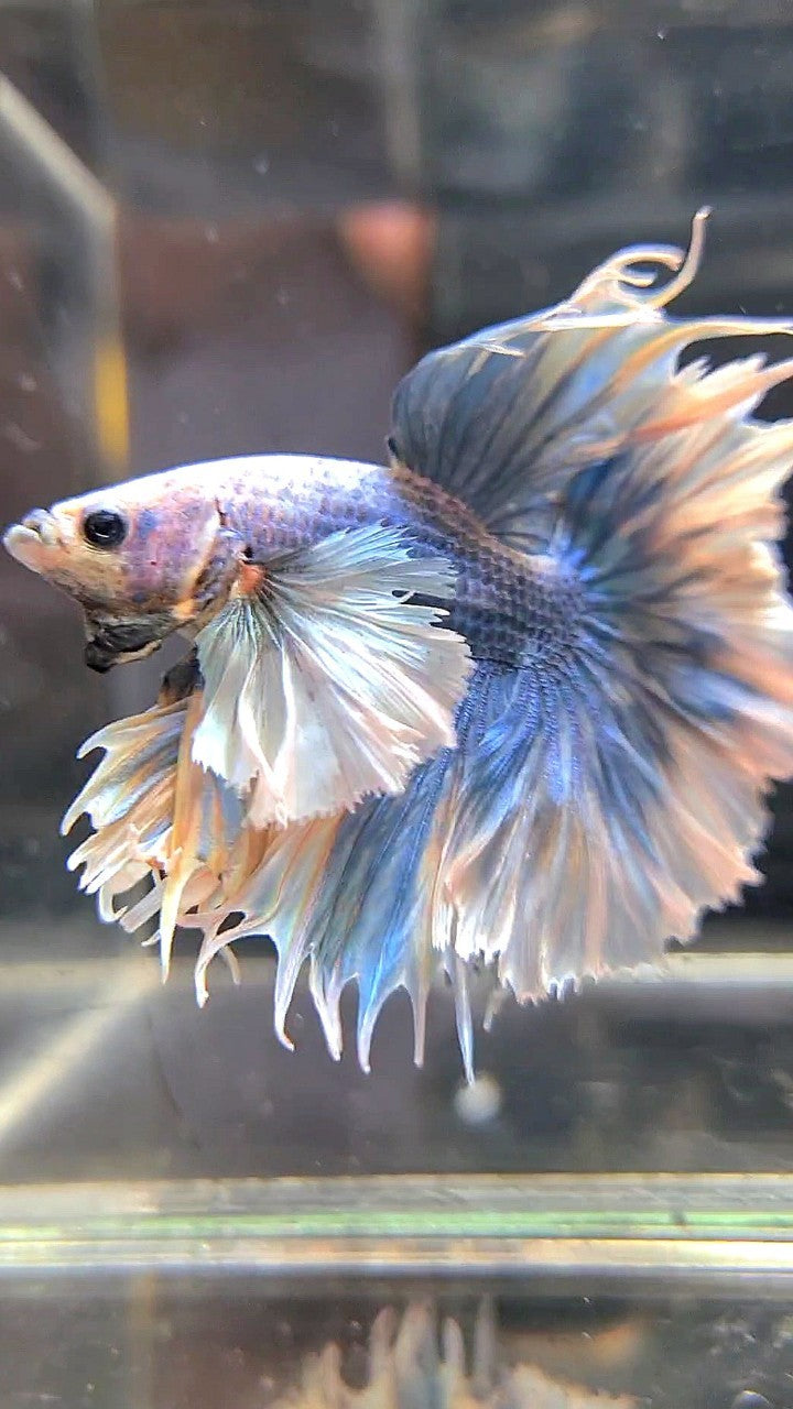 LUXURY KING FEATHER TAIL HALFMOON SUPER DUMBO EAR BLUE GRIZZLE BETTA FISH