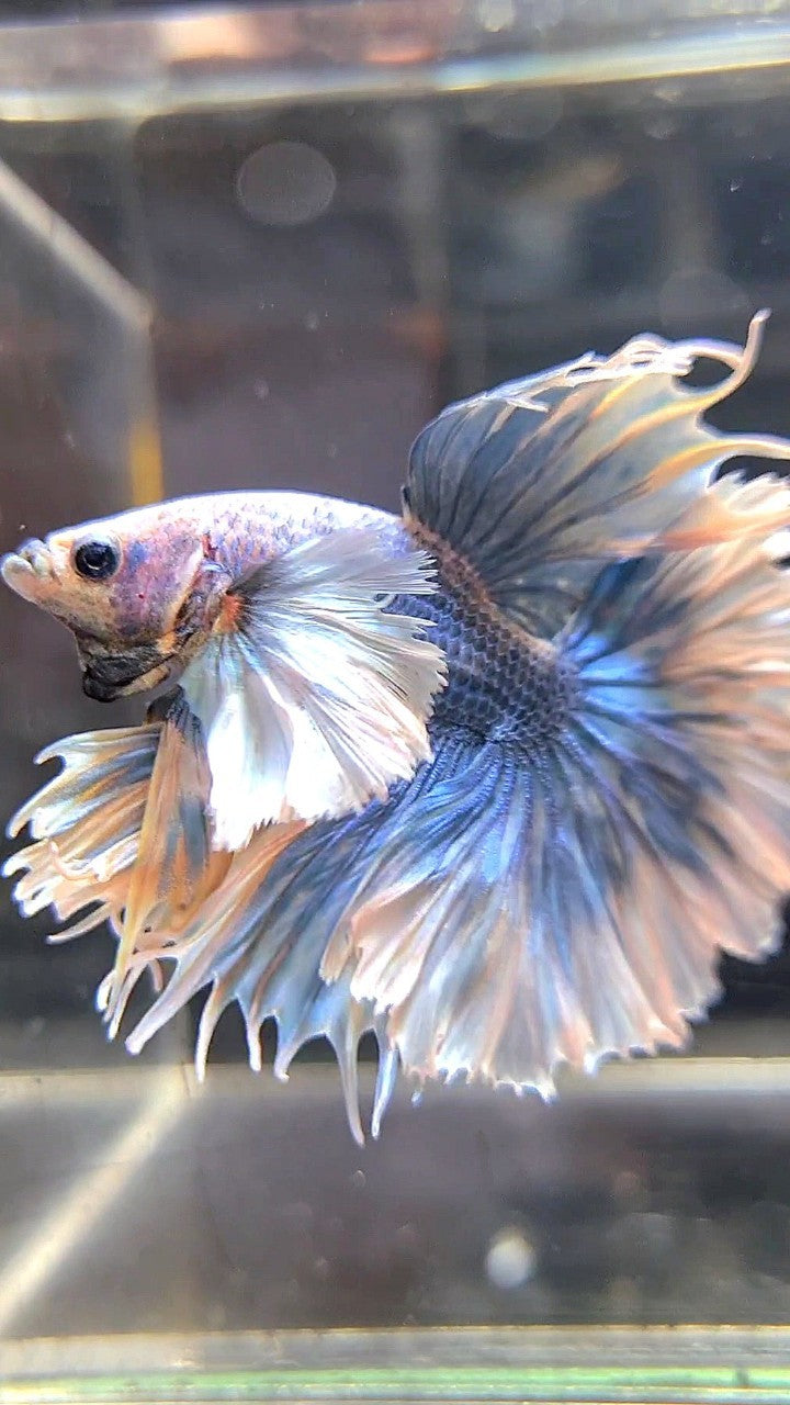 LUXURY KING FEATHER TAIL HALFMOON SUPER DUMBO EAR BLUE GRIZZLE BETTA FISH