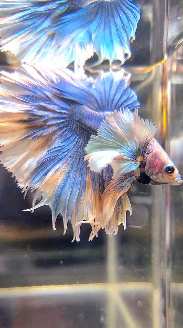 LUXURY KING FEATHER TAIL HALFMOON SUPER DUMBO EAR BLUE GRIZZLE BETTA FISH