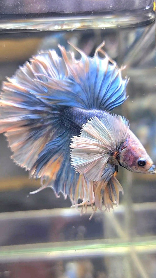 LUXURY KING FEATHER TAIL HALFMOON SUPER DUMBO EAR BLUE GRIZZLE BETTA FISH