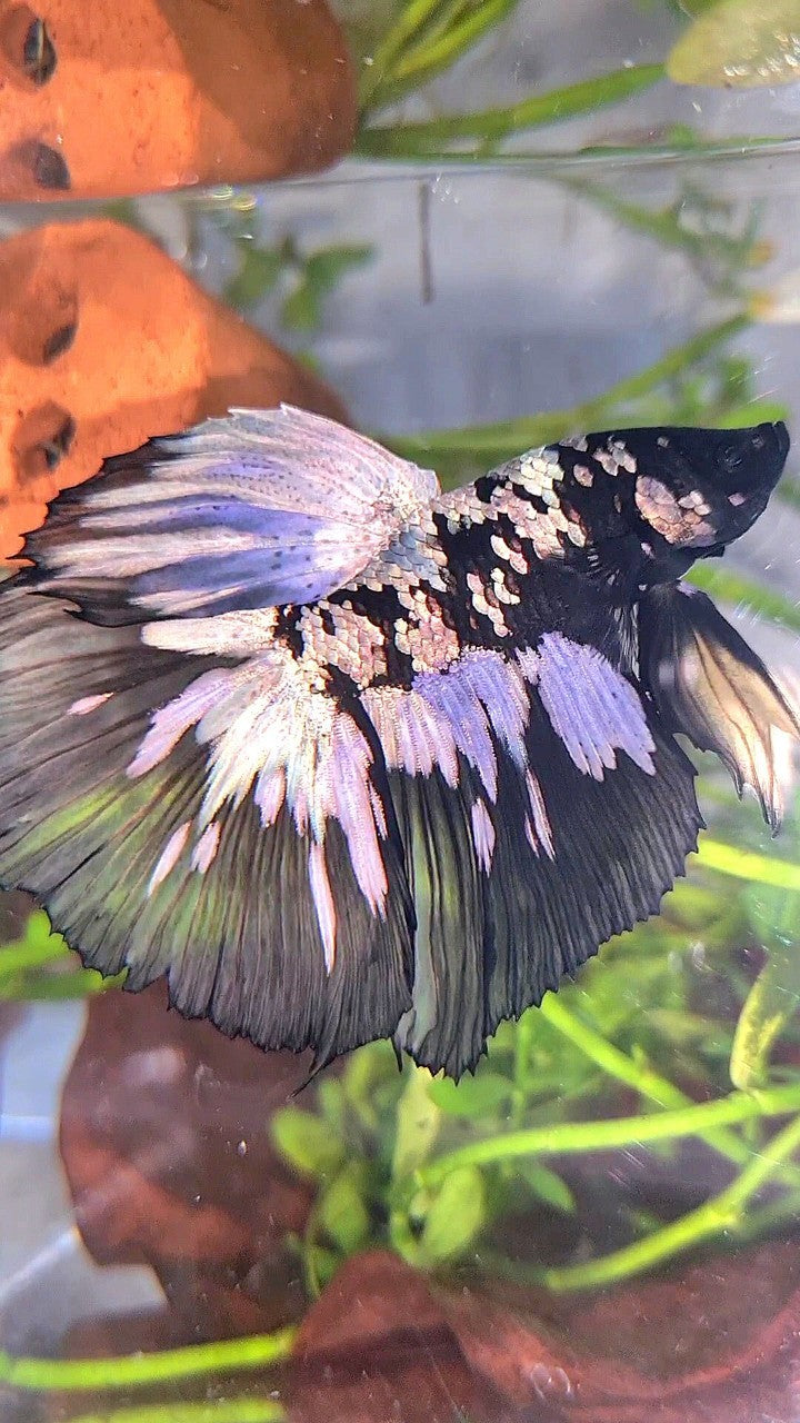XL HALFMOON BLACK STAR GALAXY AVATAR COPPER YELLOW PATTERN UNIQUE BETTA FISH