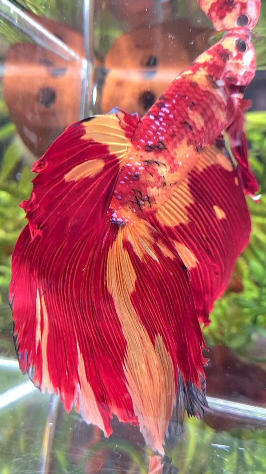 GIANT HALFMOON TOTAL 10CM+ NEMO LEOPARD MULTICOLOR BETTA FISH