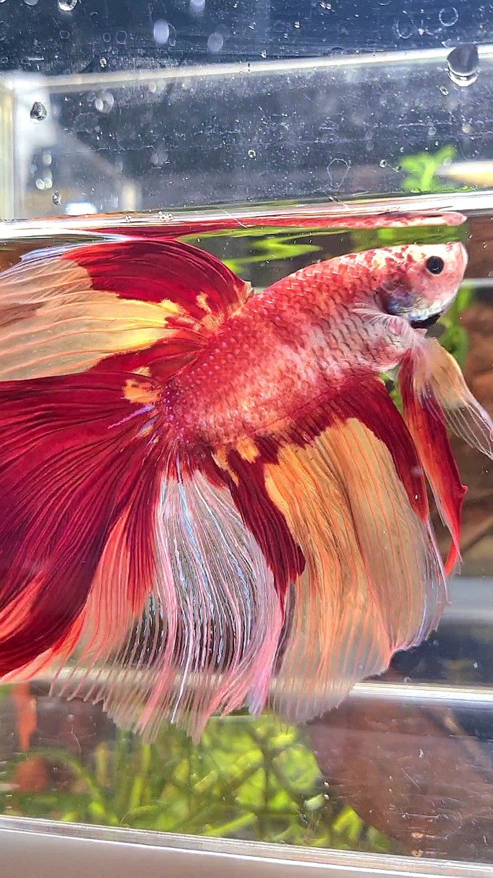 SUPER GIANT HALFMOON TOTAL 10CM+ ROSETAIL NEMO YELLOW PATTERN MULTICOLOR BETTA FISH
