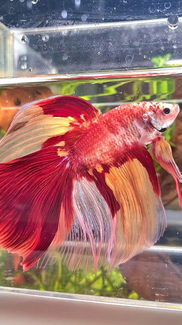 SUPER GIANT HALFMOON TOTAL 10CM+ ROSETAIL NEMO YELLOW PATTERN MULTICOLOR BETTA FISH