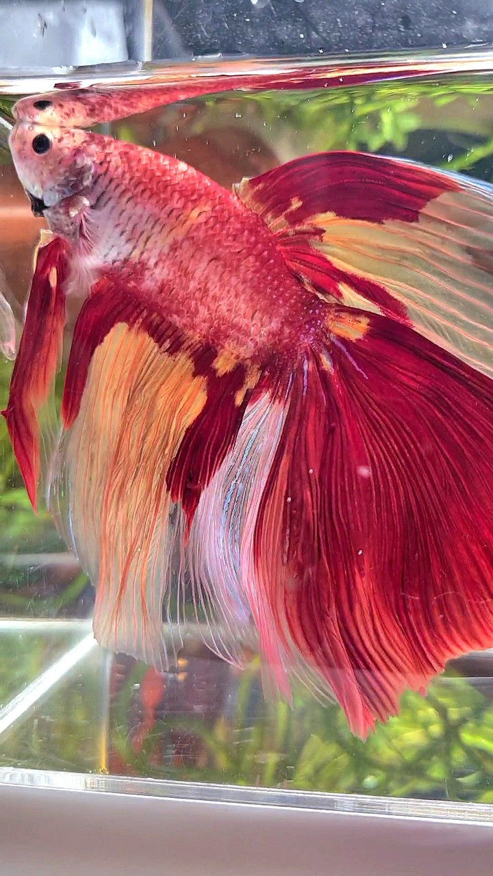 SUPER GIANT HALFMOON TOTAL 10CM+ ROSETAIL NEMO YELLOW PATTERN MULTICOLOR BETTA FISH