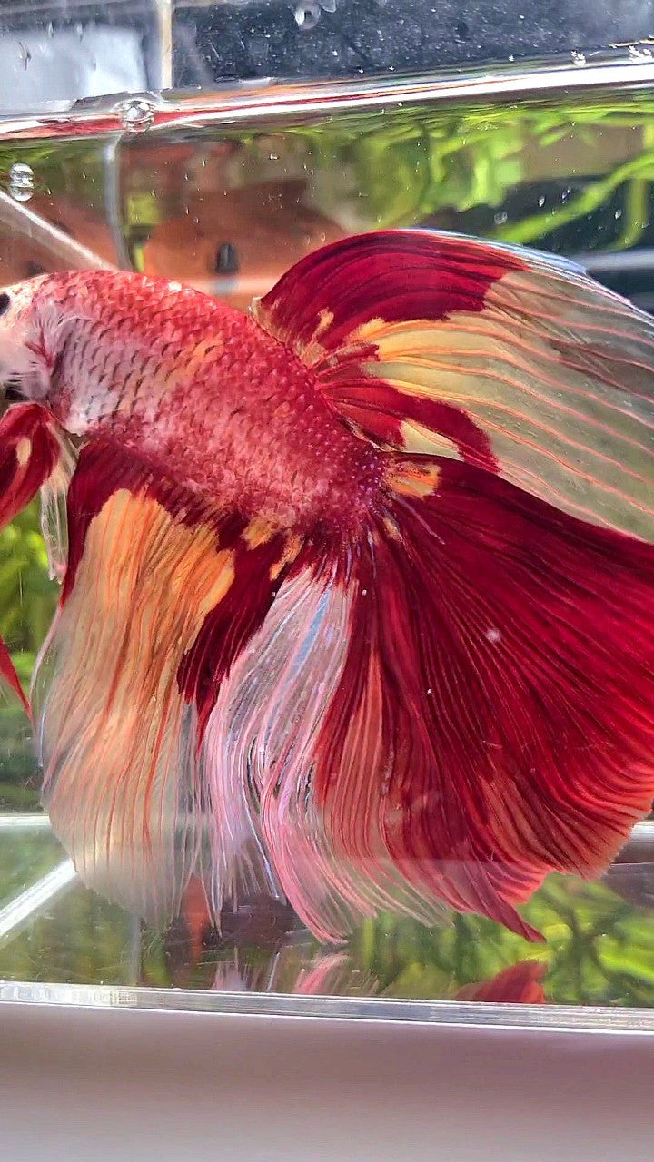 SUPER GIANT HALFMOON TOTAL 10CM+ ROSETAIL NEMO YELLOW PATTERN MULTICOLOR BETTA FISH
