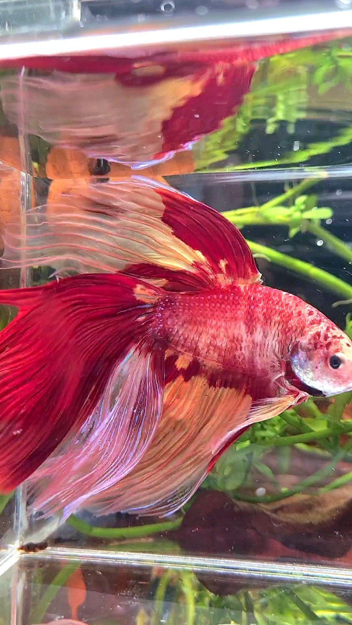 SUPER GIANT HALFMOON TOTAL 10CM+ ROSETAIL NEMO YELLOW PATTERN MULTICOLOR BETTA FISH