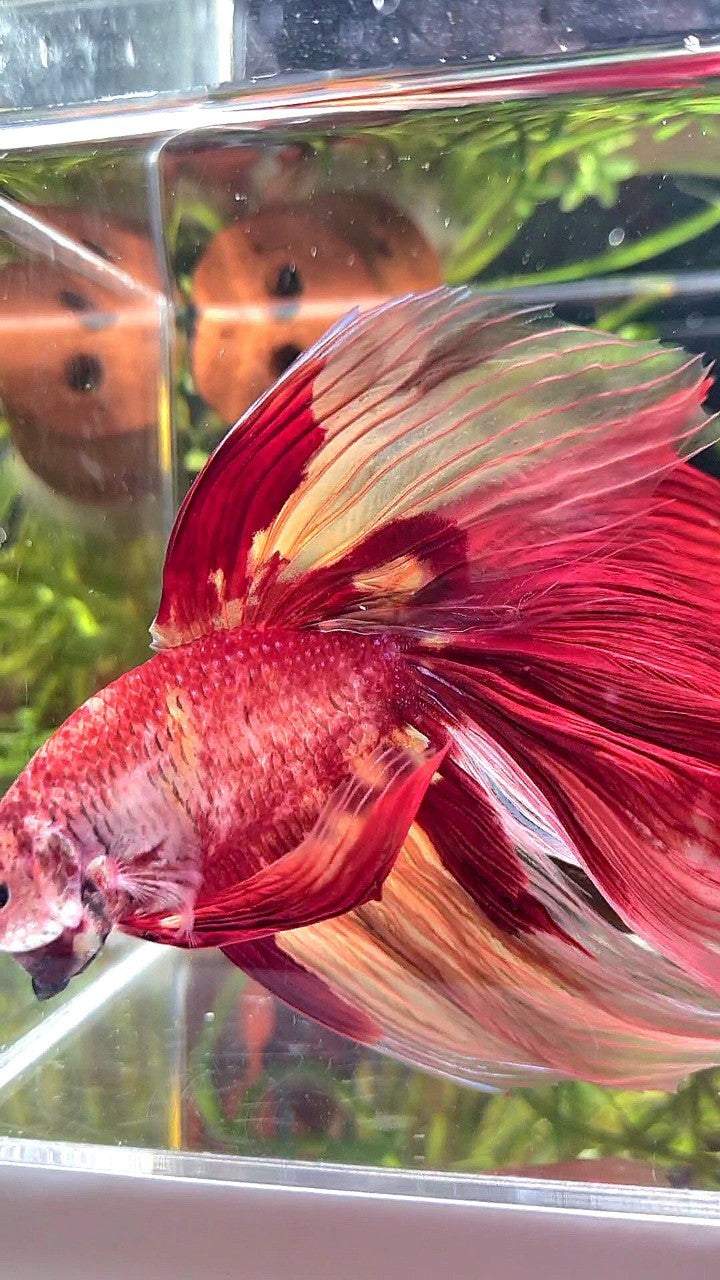 SUPER GIANT HALFMOON TOTAL 10CM+ ROSETAIL NEMO YELLOW PATTERN MULTICOLOR BETTA FISH