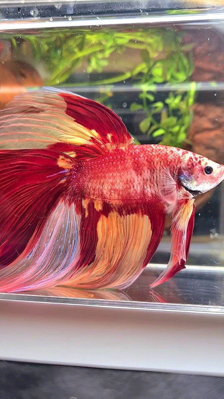 SUPER GIANT HALFMOON TOTAL 10CM+ ROSETAIL NEMO YELLOW PATTERN MULTICOLOR BETTA FISH