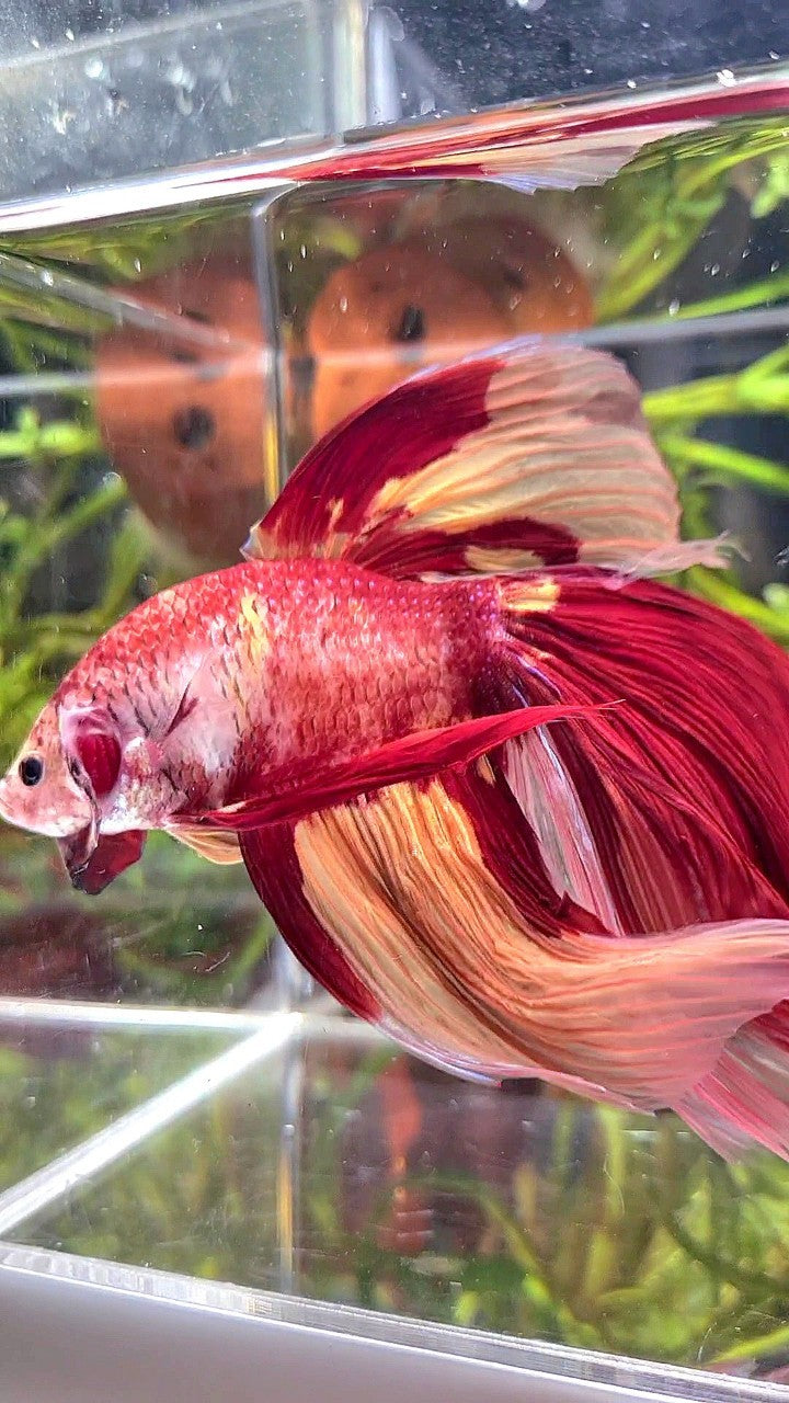SUPER GIANT HALFMOON TOTAL 10CM+ ROSETAIL NEMO YELLOW PATTERN MULTICOLOR BETTA FISH
