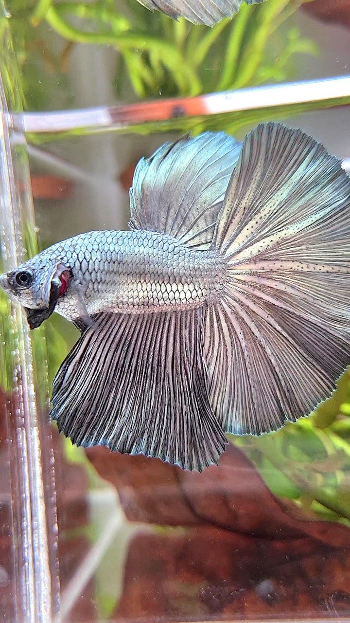 HALFMOON ROSETAIL SUPER COPPER LIGHT SOLID BETTA FISH
