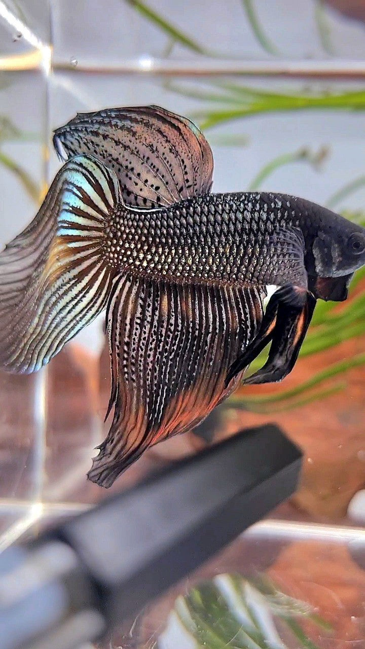 XL VEILTAIL BLACK COPPER ORANGE WASH BETTA FISH