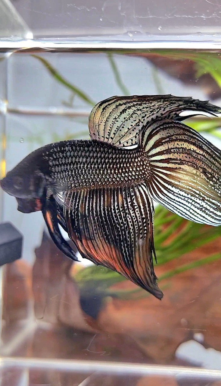 XL VEILTAIL BLACK COPPER ORANGE WASH BETTA FISH