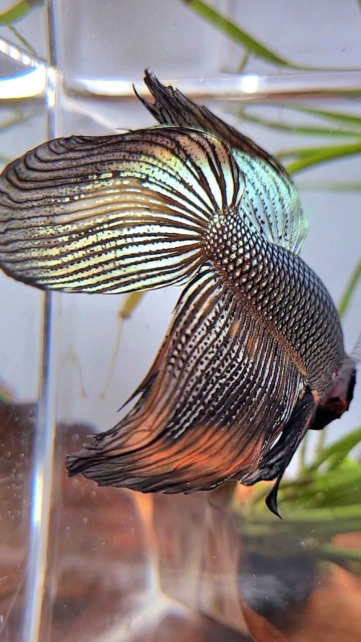 XL VEILTAIL BLACK COPPER ORANGE WASH BETTA FISH