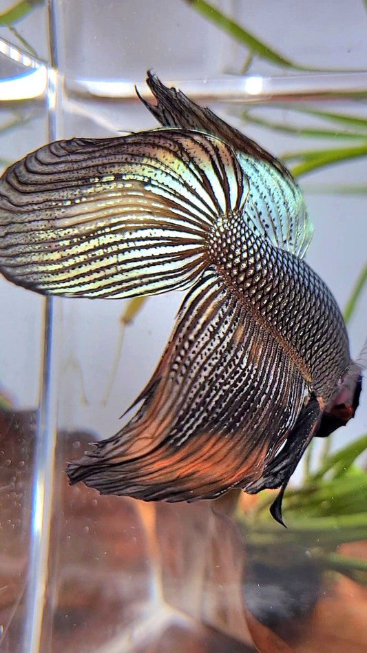 XL VEILTAIL BLACK COPPER ORANGE WASH BETTA FISH