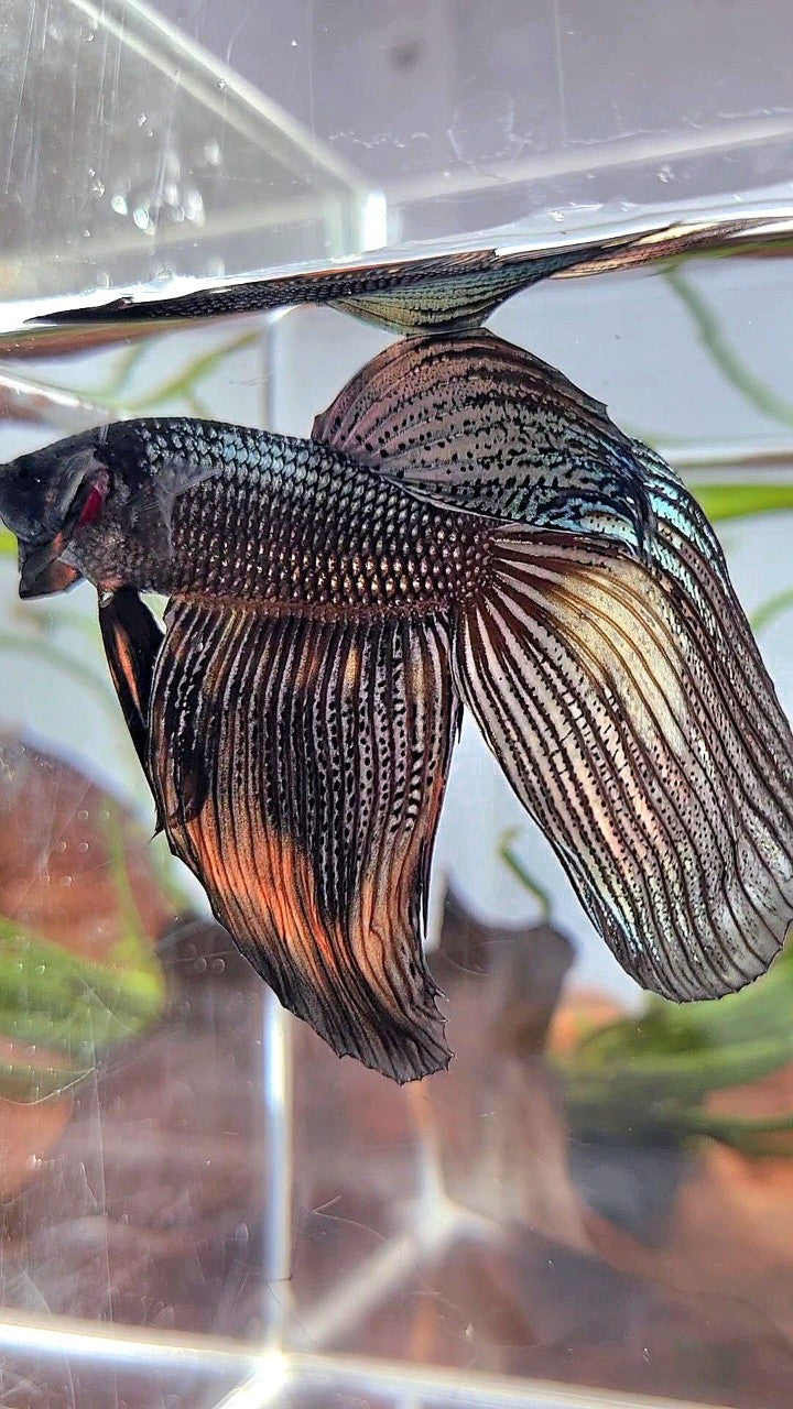XL VEILTAIL BLACK COPPER ORANGE WASH BETTA FISH
