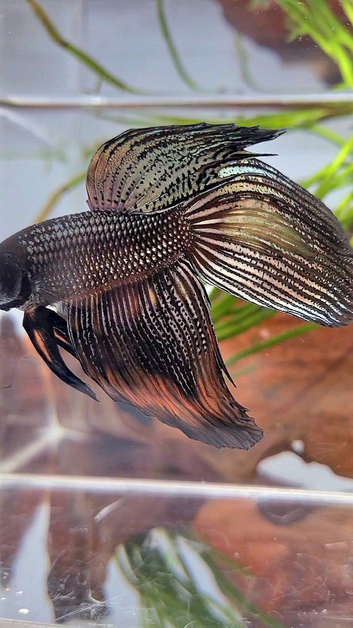 XL VEILTAIL BLACK COPPER ORANGE WASH BETTA FISH