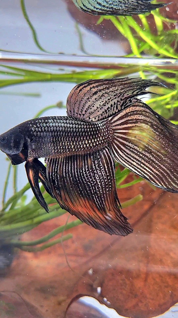 XL VEILTAIL BLACK COPPER ORANGE WASH BETTA FISH