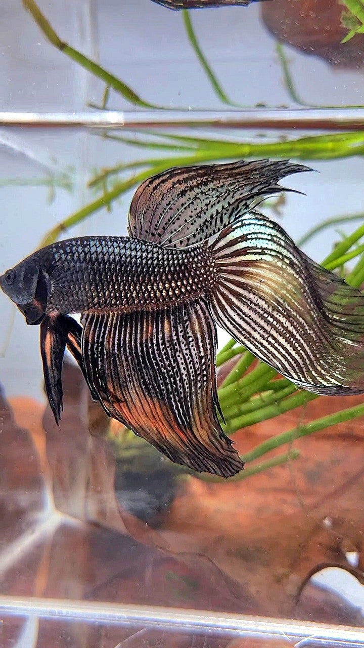 XL VEILTAIL BLACK COPPER ORANGE WASH BETTA FISH