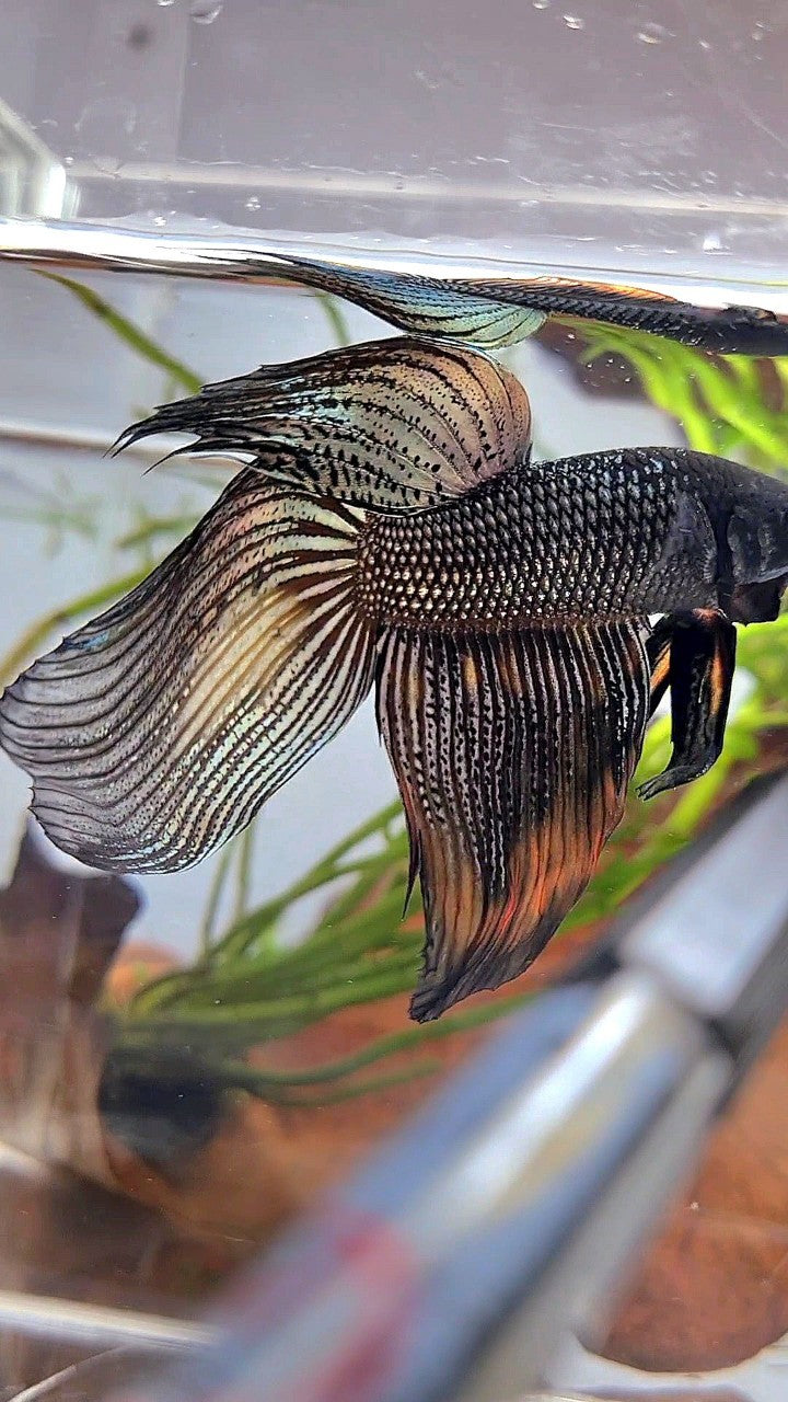 XL VEILTAIL BLACK COPPER ORANGE WASH BETTA FISH