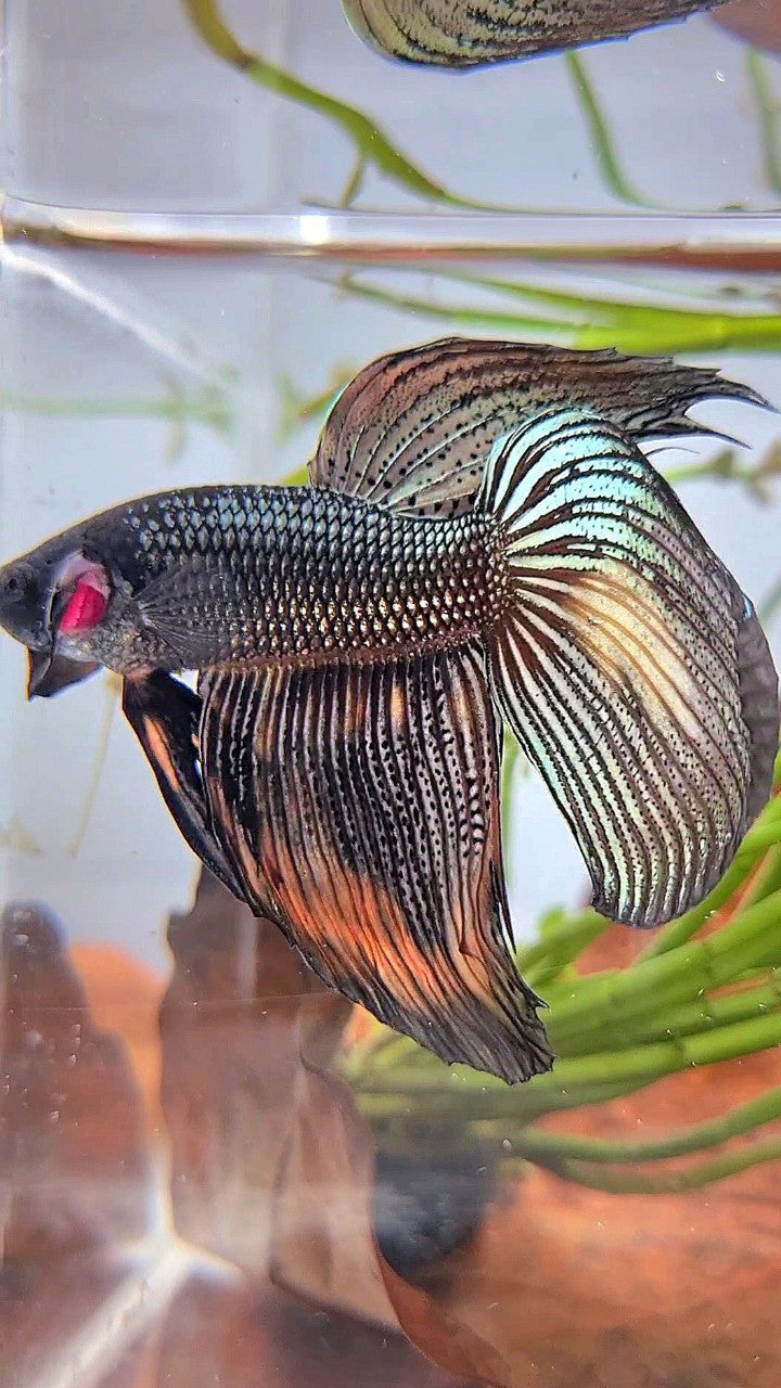 XL VEILTAIL BLACK COPPER ORANGE WASH BETTA FISH