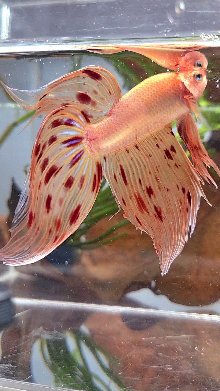 XL VEILTAIL ARMAGEDDON PREMIUM BETTA FISH