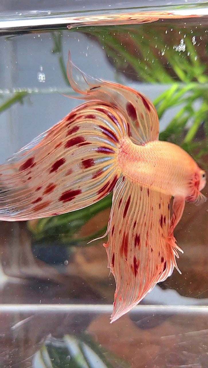XL VEILTAIL ARMAGEDDON PREMIUM BETTA FISH