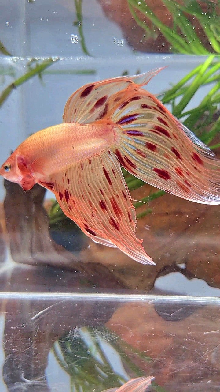 XL VEILTAIL ARMAGEDDON PREMIUM BETTA FISH