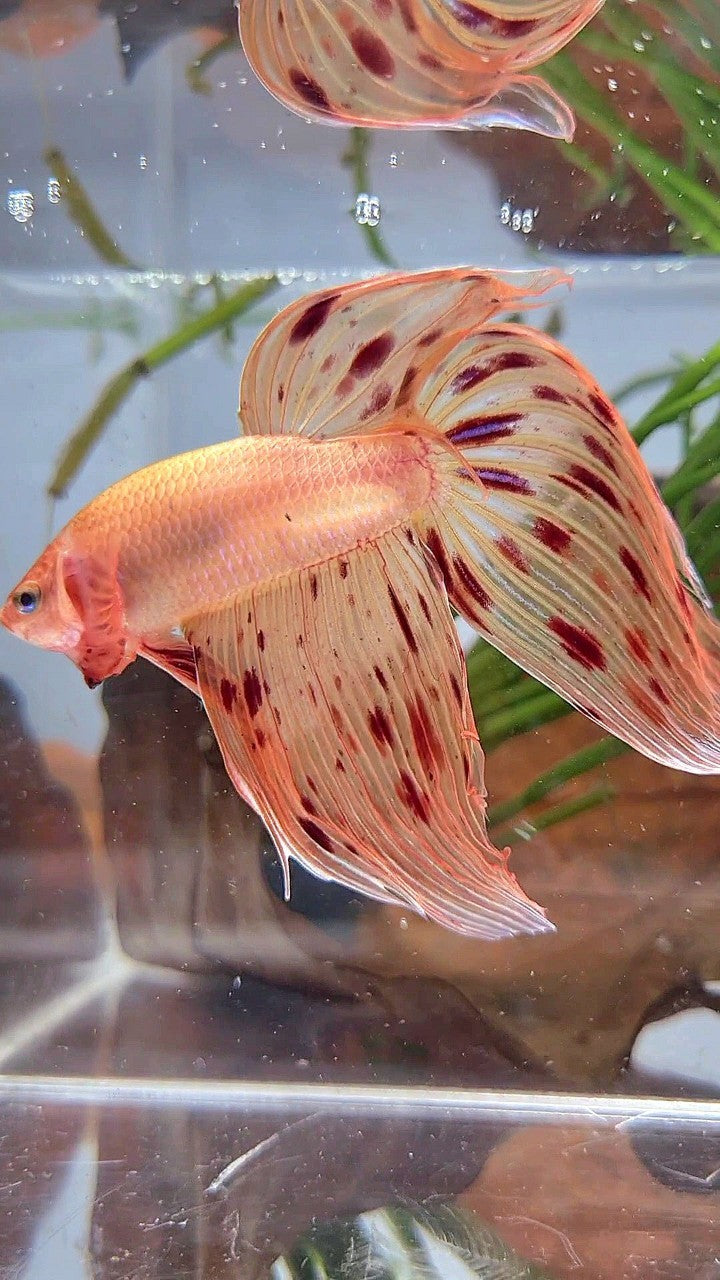 XL VEILTAIL ARMAGEDDON PREMIUM BETTA FISH
