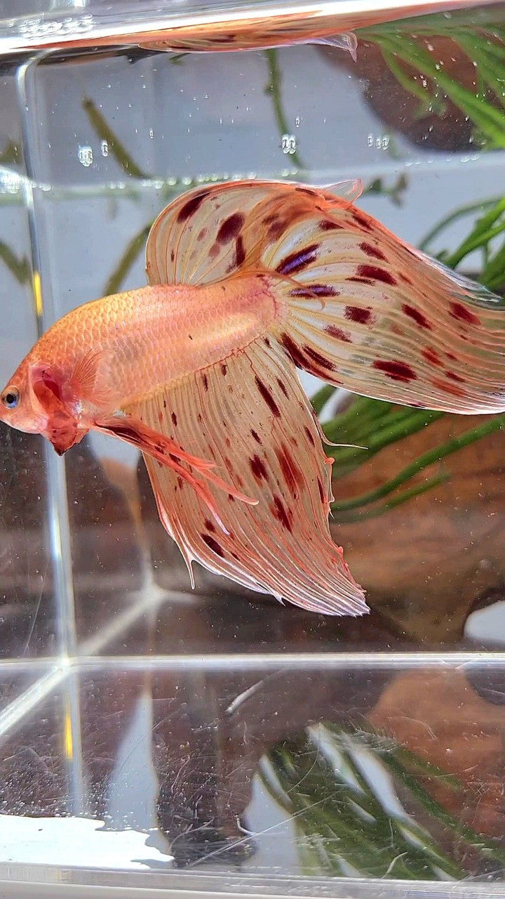XL VEILTAIL ARMAGEDDON PREMIUM BETTA FISH