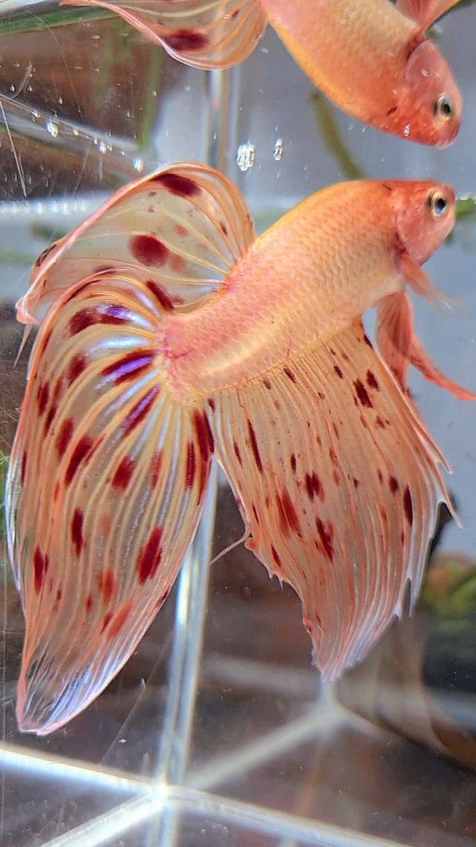 XL VEILTAIL ARMAGEDDON PREMIUM BETTA FISH