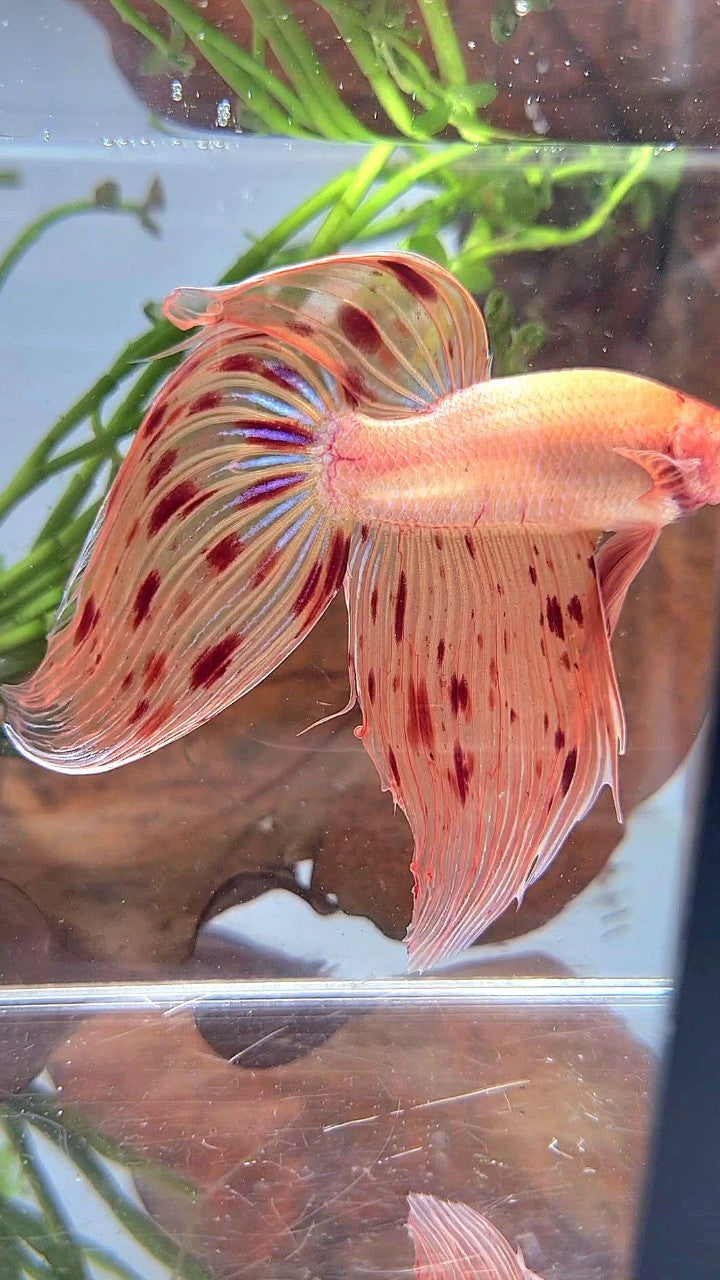 XL VEILTAIL ARMAGEDDON PREMIUM BETTA FISH