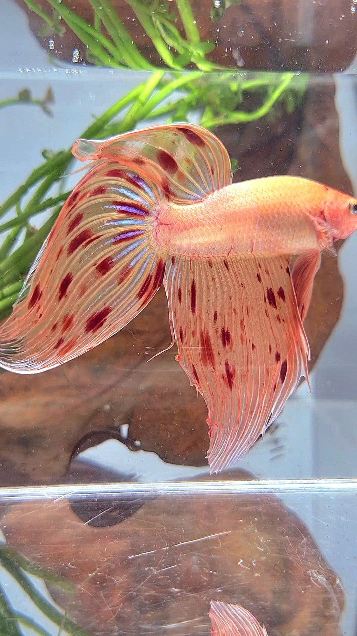 XL VEILTAIL ARMAGEDDON PREMIUM BETTA FISH