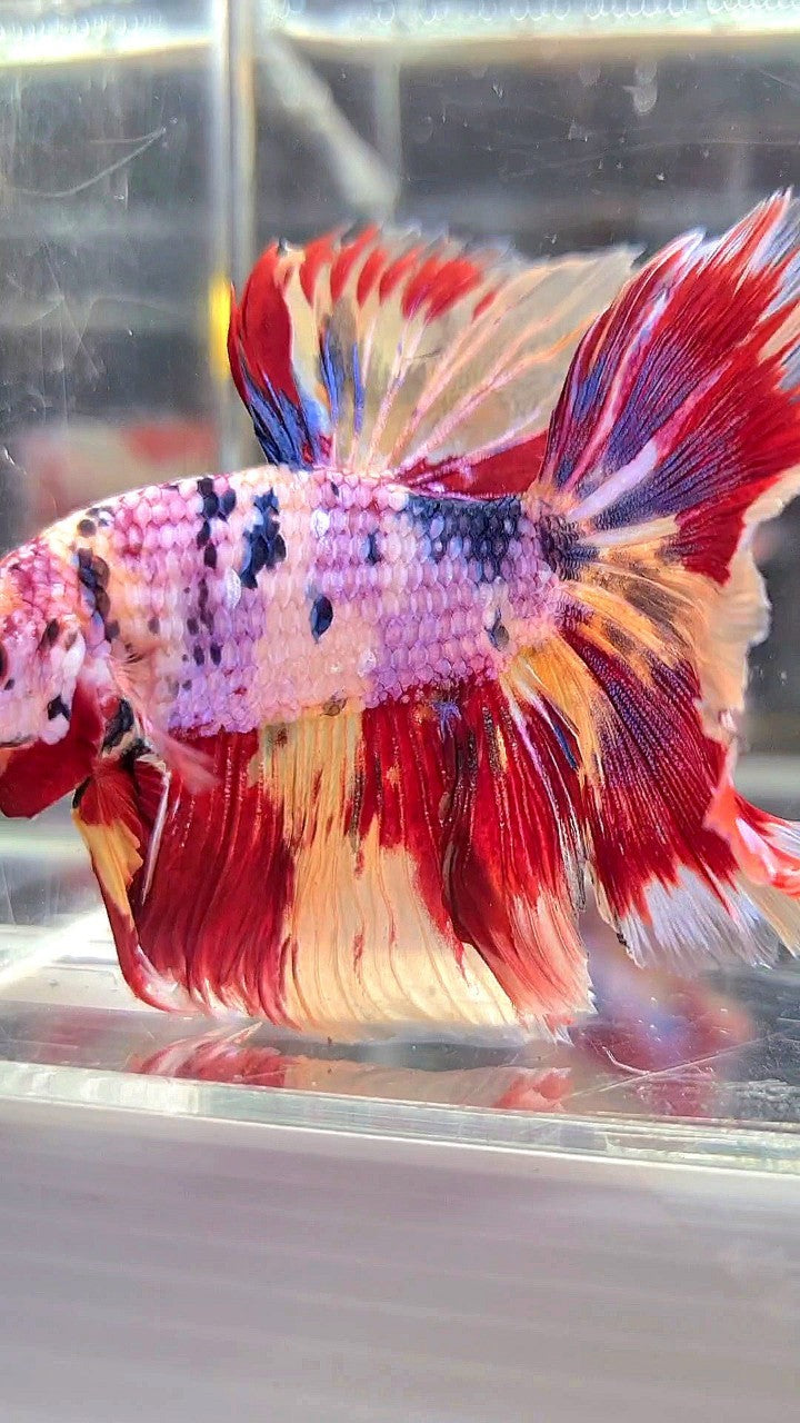 XL HALFMOON ROSETAIL ORANGE FANCY FIRE YELLOW MULTICOLOR BETTA FISH