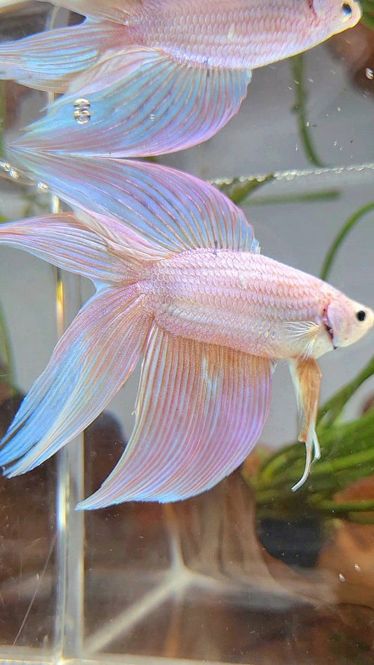XL VEILTAIL DOUBLE TAIL PEACH UNICORN BETTA FISH