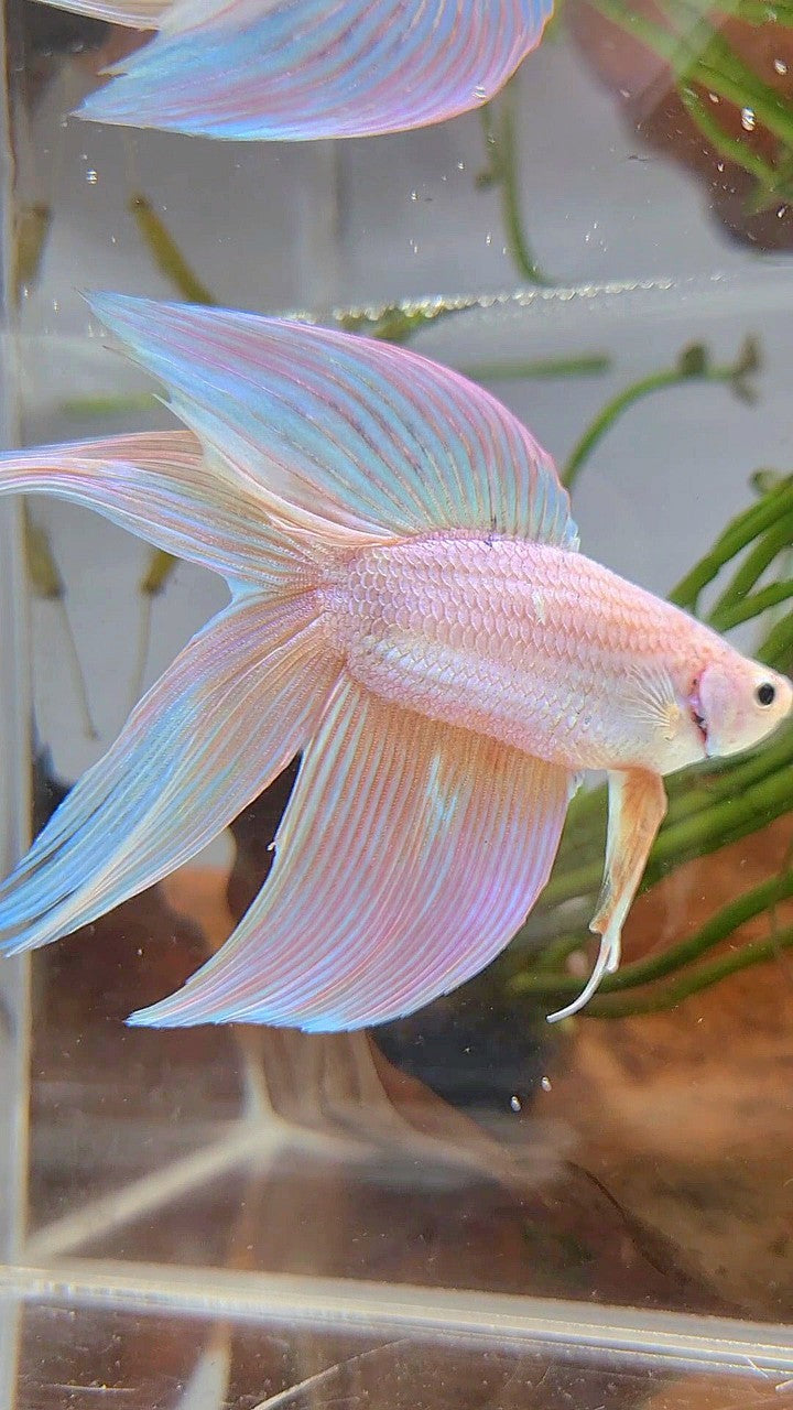 XL VEILTAIL DOUBLE TAIL PEACH UNICORN BETTA FISH