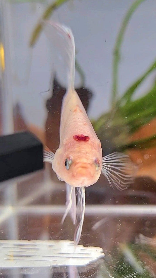 XL VEILTAIL KOI RED TANCHO BETTA FISH